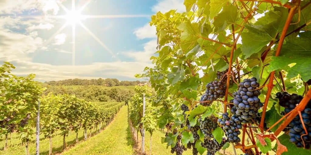Verde Valley Wine Country near Cottonwood and Sedona, Arizona, featuring vineyard rows and ripening wine grapes in Arizona Wine Country.